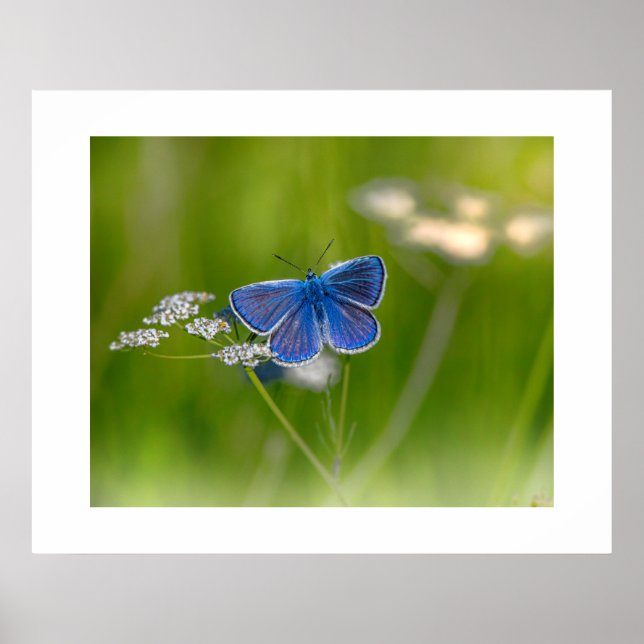 Blue Butterfly Poster (Front)
