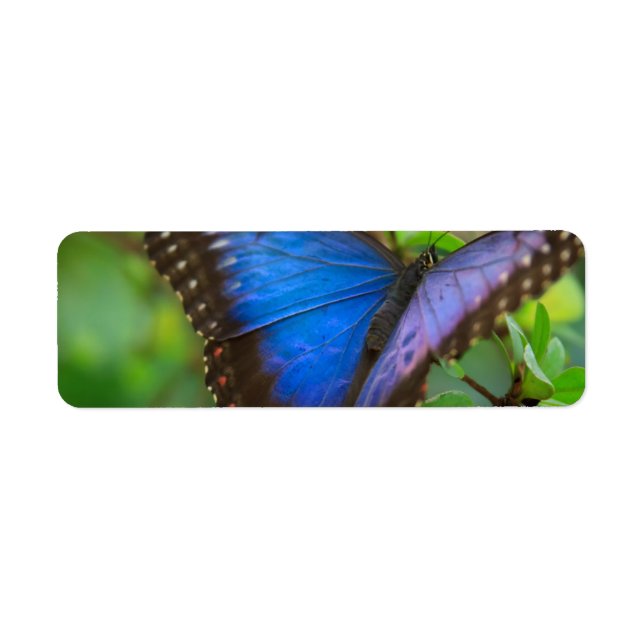 Blue Butterfly Return Address Label (Front)