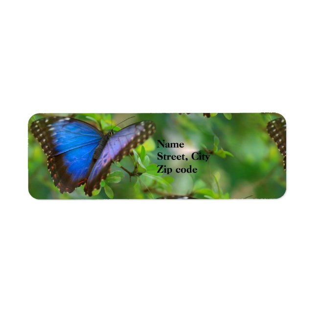 Blue Butterfly Return Address Labels (Front)