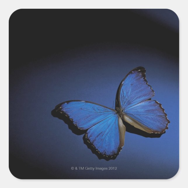 Blue butterfly square sticker (Front)