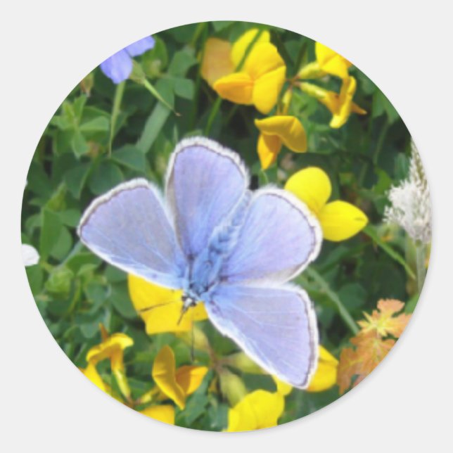 BLUE BUTTERFLY Sticker (Front)
