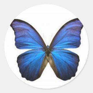 Blue Butterfly Stickers