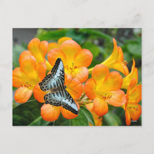 Blue butterfly with Tropical Rhododendron  Holiday Postcard