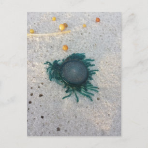 Blue Button Jellyfish (porpita porpita). Postcard