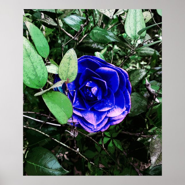 Blue Camellia 401 Poster (Front)