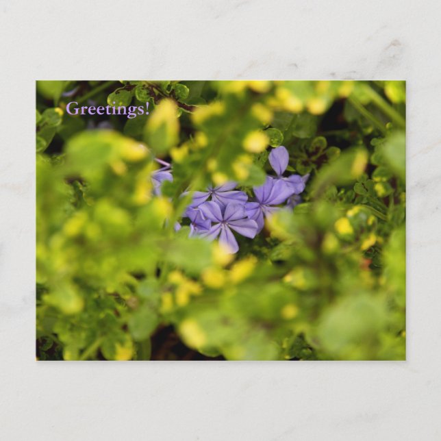 Blue Cape Plumbago Postcard (Front)