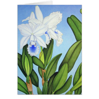 Blue Cattleya Orchids