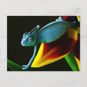 Blue Chameleon Postcard