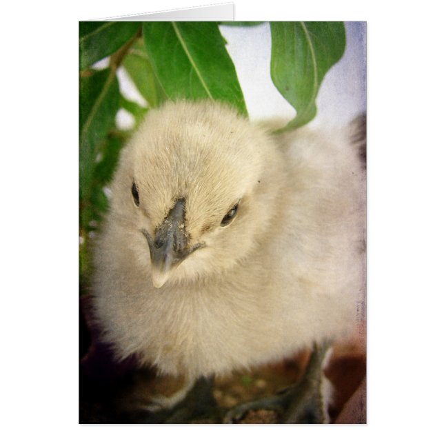 Blue Chick All Occasion Blank Greeting Card (Front)