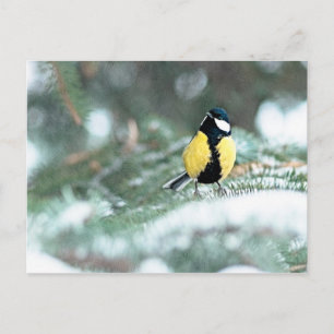 Blue Chickadee On Green Spruce Tree Postcard