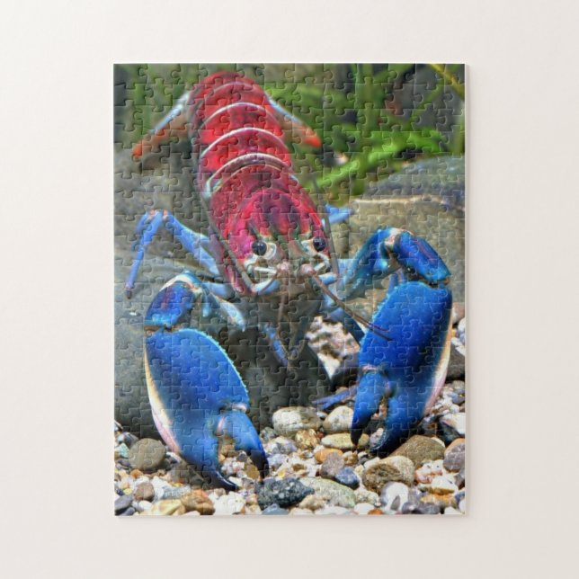 Blue clawed lobster puzzle (Vertical)