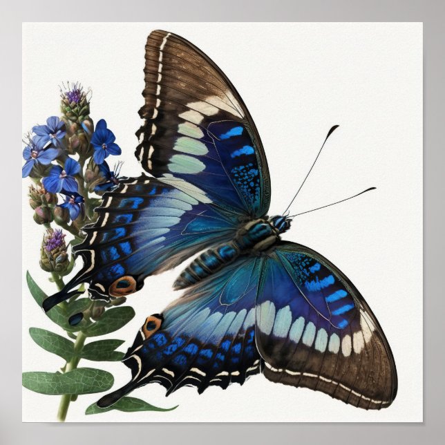 Blue Clipper Butterfly Art Print Poster (Front)