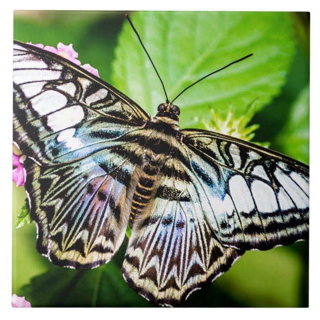 Blue Clipper Tile (Front)