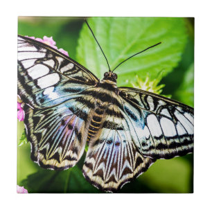 Blue Clipper Tile