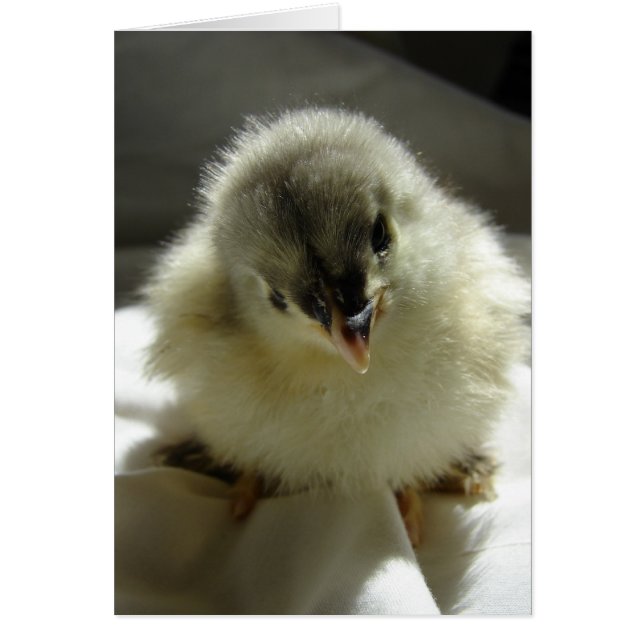 Blue Cochin Chick (Front)