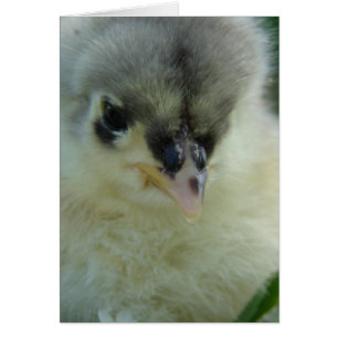 Blue Cochin Chick
