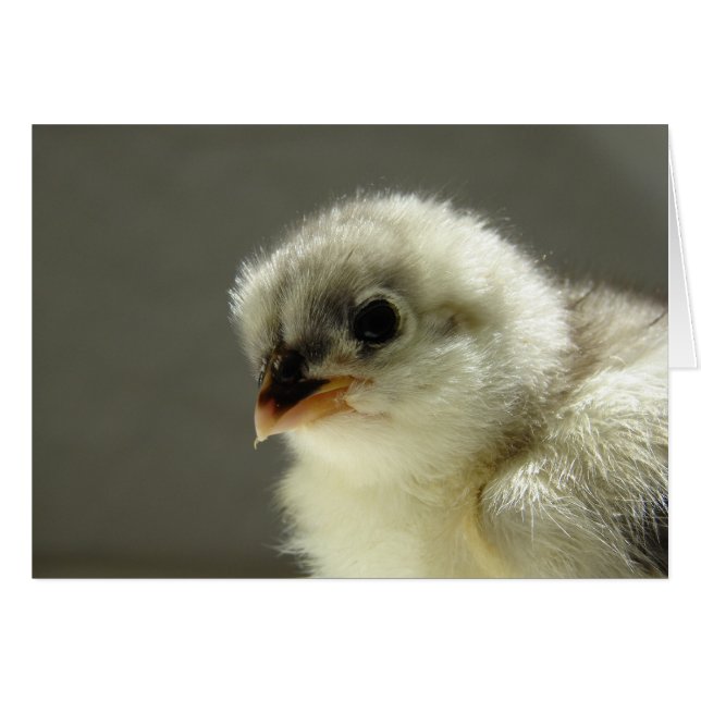 Blue Cochin Chick (Front Horizontal)
