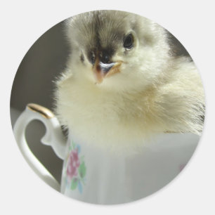 Blue Cochin Chick Classic Round Sticker