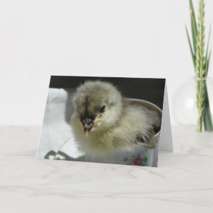 Blue Cochin Chick in a Teacup Card