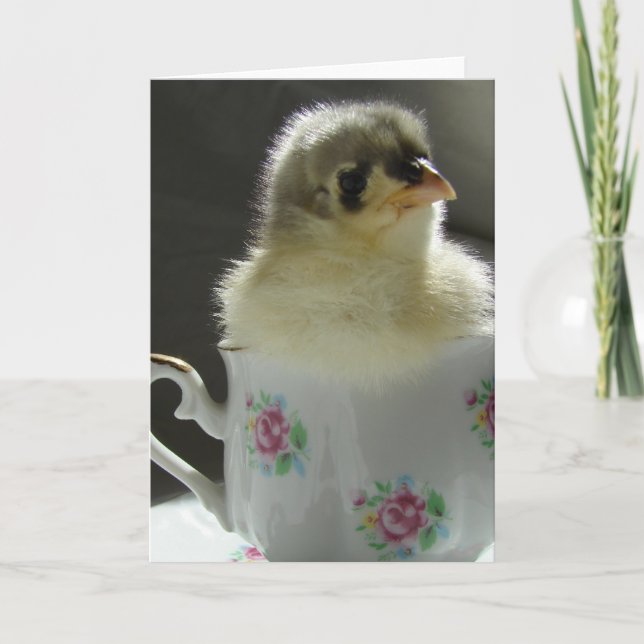 Blue Cochin Chick in a Teacup Card (Front)