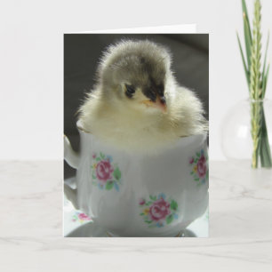 Blue Cochin Chick in Teacup Card