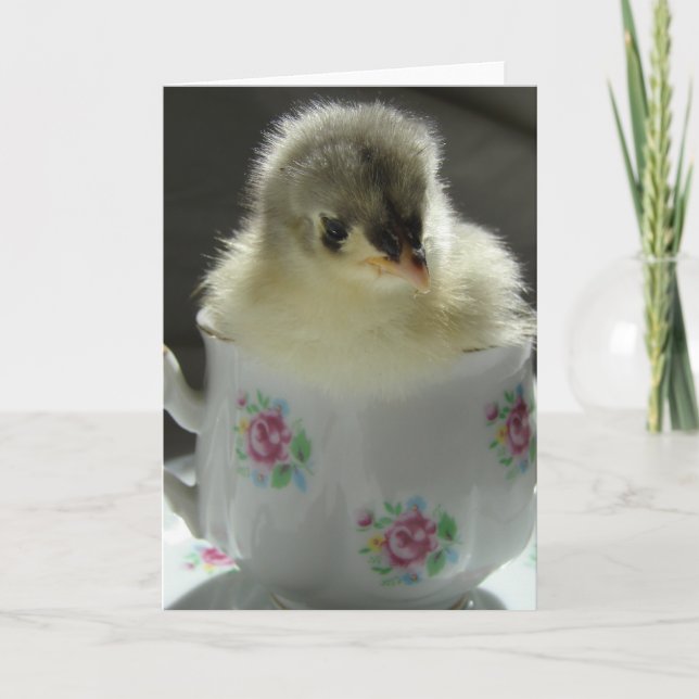 Blue Cochin Chick in Teacup Card (Front)