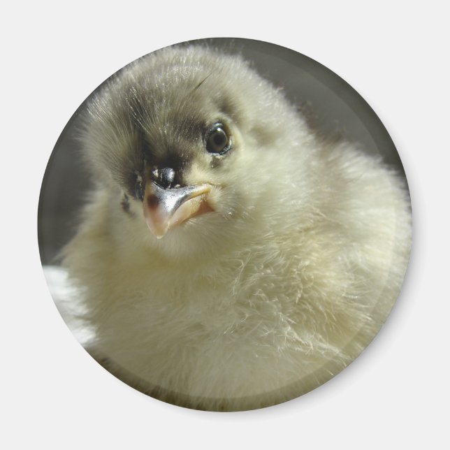 Blue Cochin Chick Magnet (Front)