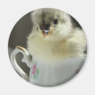 Blue Cochin Chick Magnet