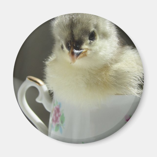 Blue Cochin Chick Magnet (Front)