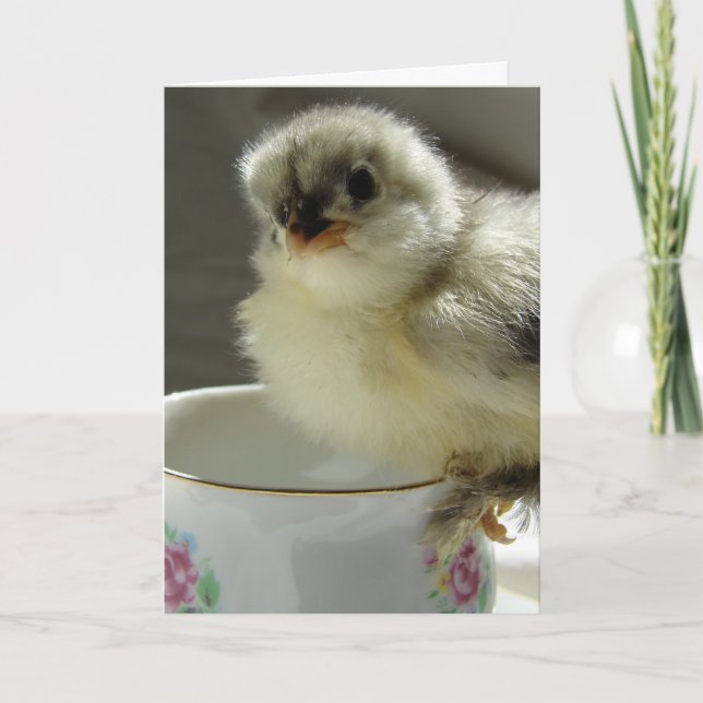 Blue Cochin Chick on Teacup Card (Front)