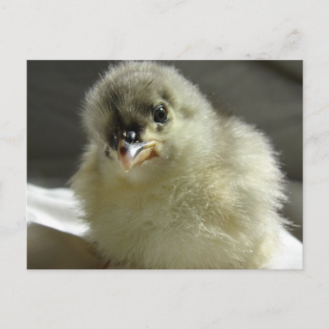 Blue Cochin Chick Postcard (Front)