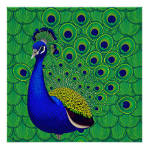 Blue Colourful Peacock