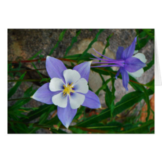 Blue columbine