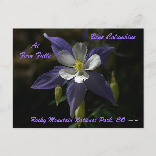 Blue Columbine At Fern Falls Postcard (Front)