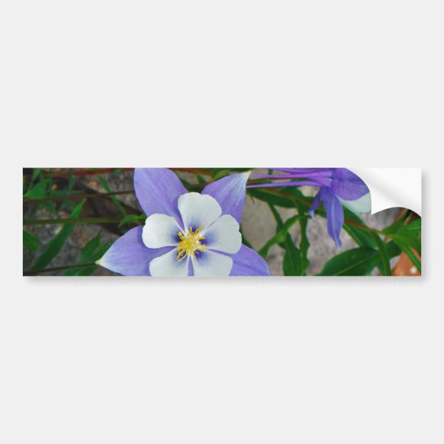 Blue columbine bumper sticker (Front)