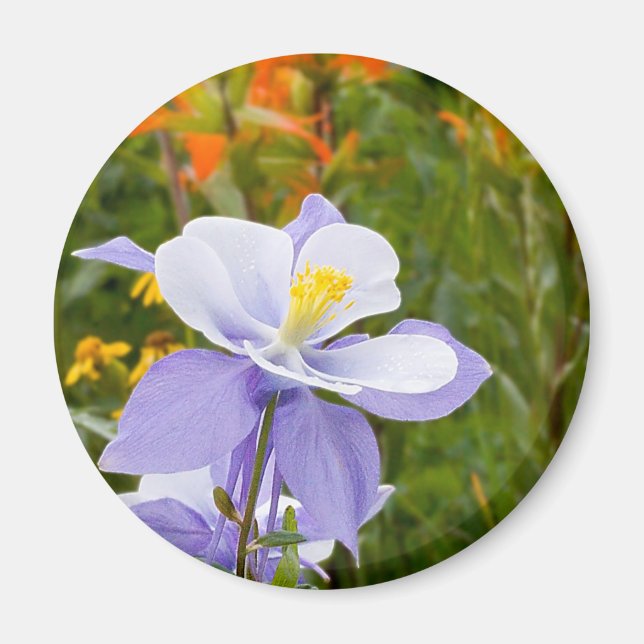 Blue Columbine Magnet (Front)