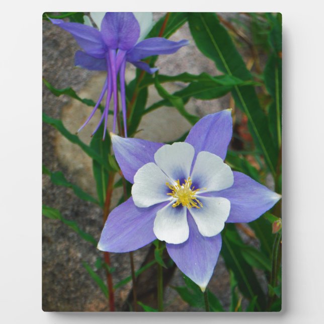 Blue columbine plaque (Front)