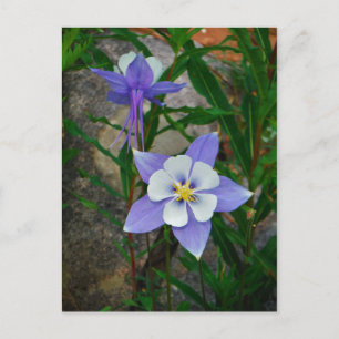 Blue columbine postcard