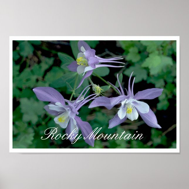 Blue Columbine, Rocky Mountain National Park Poster (Front)
