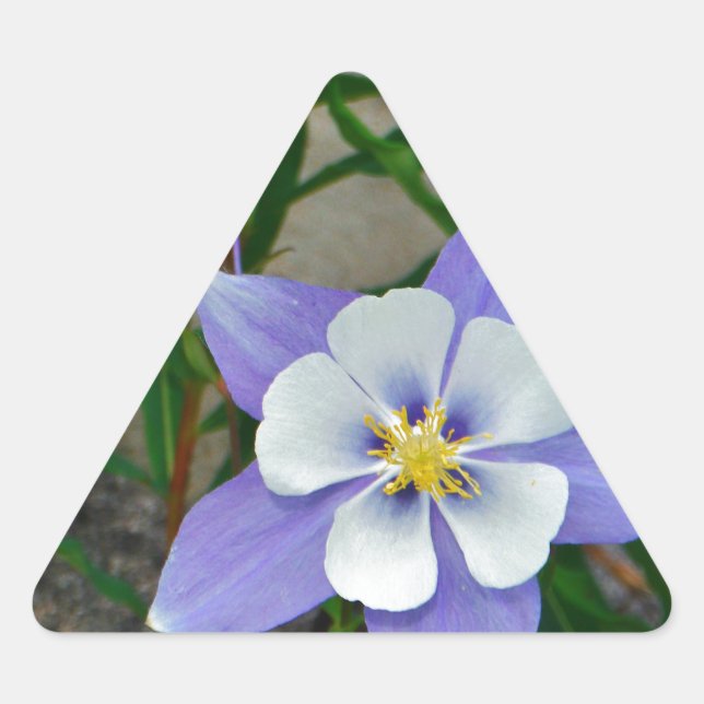 Blue columbine triangle sticker (Front)