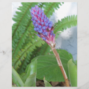 Blue Cone Bromeliad flower