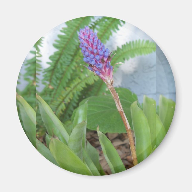 Blue Cone Bromeliad flower Magnet (Front)