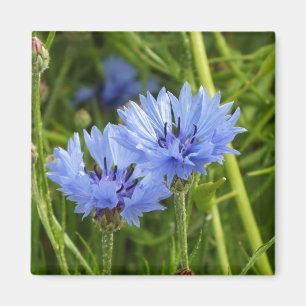 blue corn flower magnet