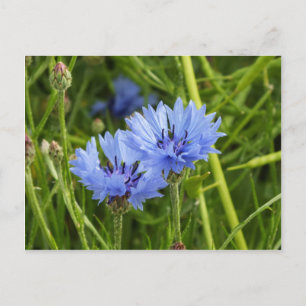 blue corn flower postcard
