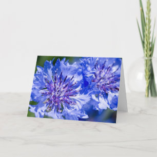 Blue Cornflower Card