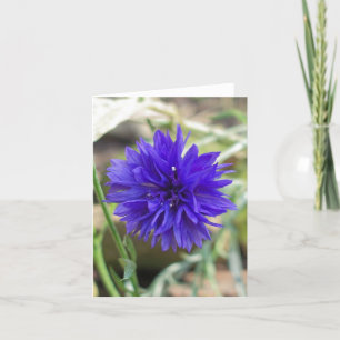 Blue cornflower card