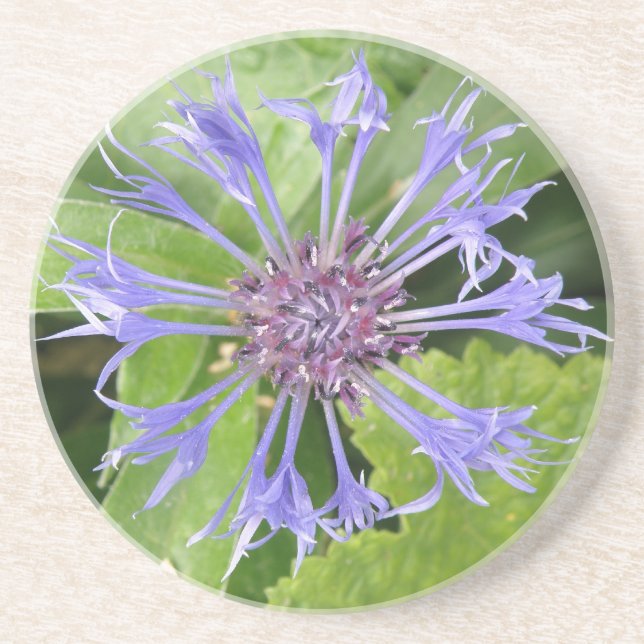 Blue Cornflower Coasters (Front)
