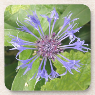 Blue Cornflower Cork Coaster