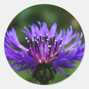 Blue Cornflower Flower Blossoms Peace Love Destiny Classic Round Sticker