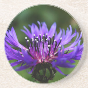 Blue Cornflower Flower Blossoms Peace Love Destiny Coaster